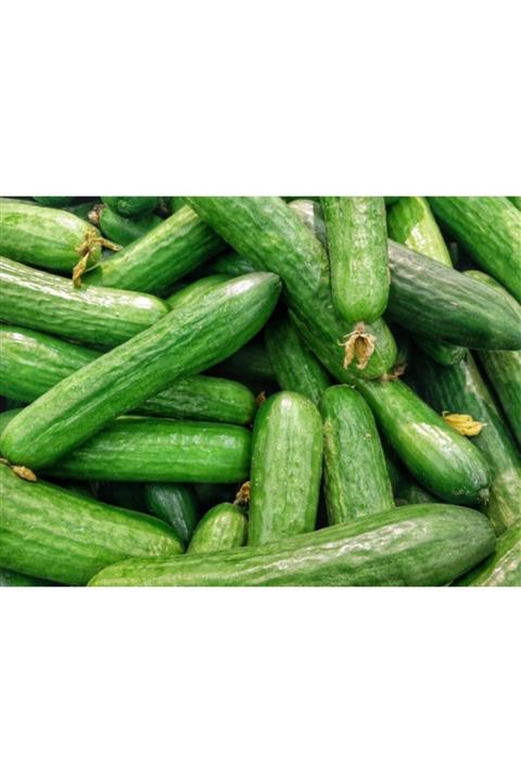 TamHasat Taze Salatalık - Dalından 1 Kg.