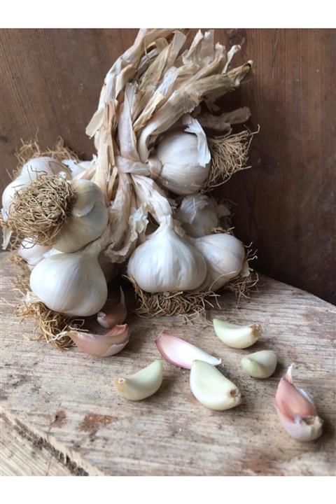 AKYAYLA KAHVALTI EVİ Sarımsak Geleneksel Tat 100 gr