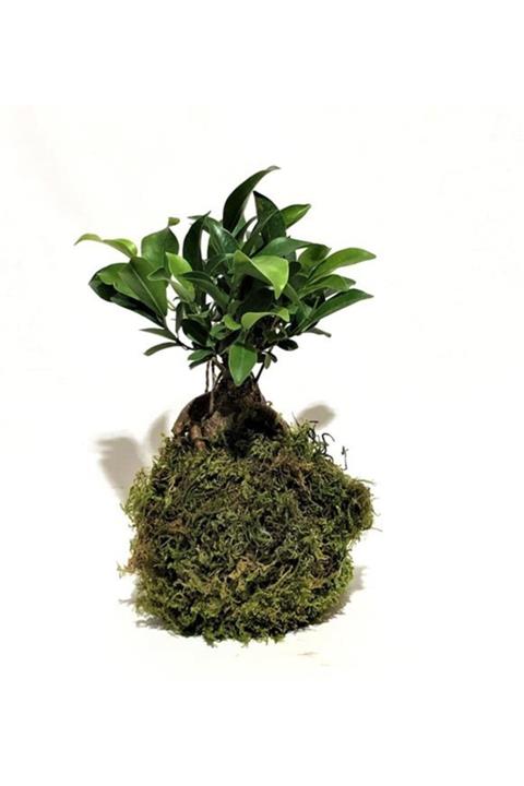 Çiçek Yolla Kokedama Bonsai