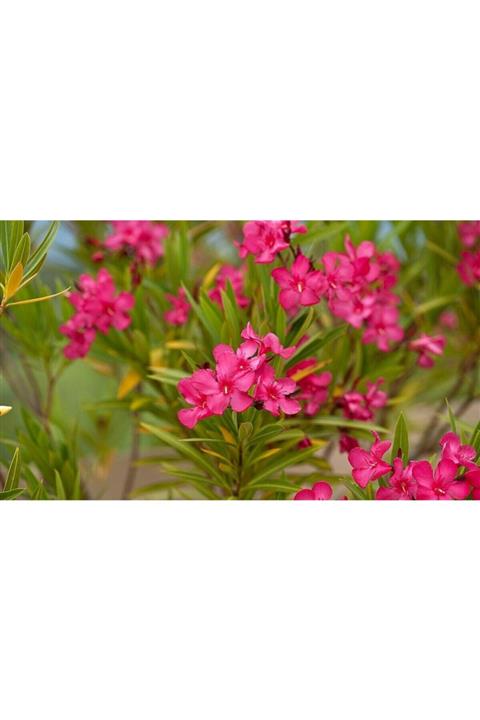 Fidan & Peyzaj Zakkum (nerium Oleander)
