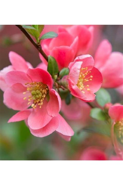 ALİBOTANİK Bahar Dalı Çiçeği Japon Ayvası 70 Cm Pembe Çiçekli