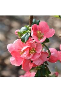 fidanistanbul Chaenomeles Japonica Pink Pembe Çiçekli Bahar Dalı Saksıda