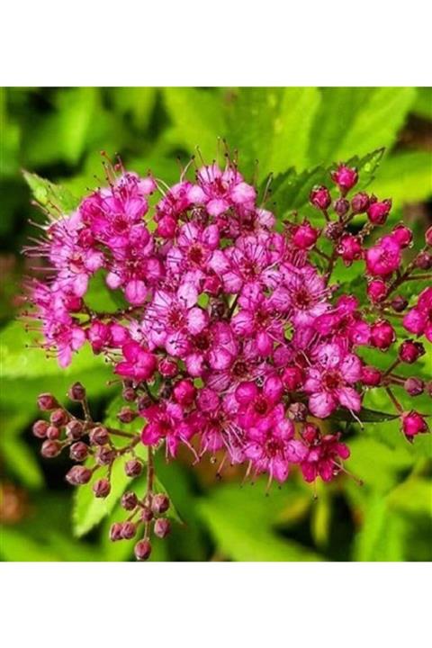 ALİBOTANİK Pembe Çiçekli Ispirya Fidanı Keçi Sakalı 40 Cm Spirea