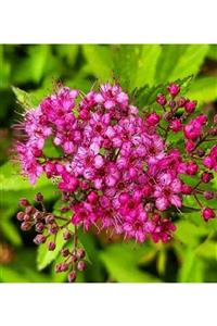 ALİBOTANİK Pembe Çiçekli Ispirya Fidanı Keçi Sakalı 40 Cm Spirea
