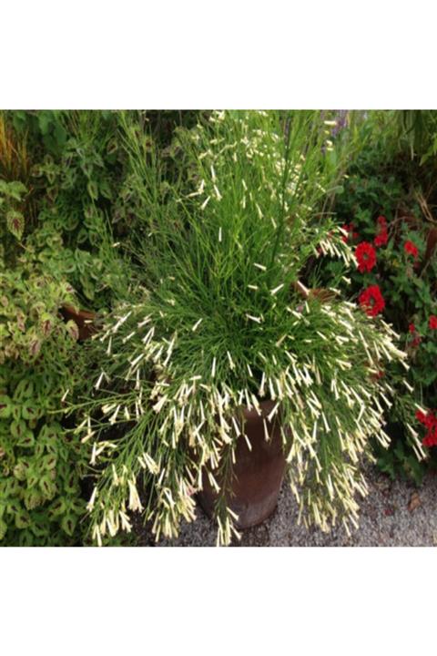 ALİBOTANİK Beyaz Mercan Fidanı 35 Cm