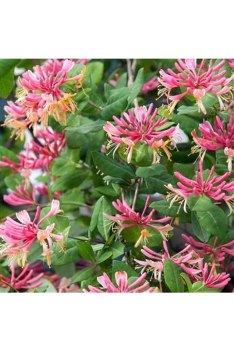 ALİBOTANİK Kırmızı Hanımeli Çiçeği 80 Cm Lonicera Sempervivens