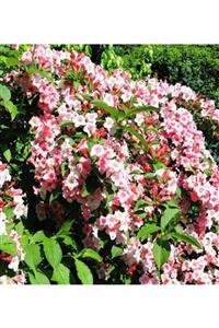 ALİBOTANİK Pembe Vangelya Gelin Tacı Çiçeği 50 Cm Weigela Florida