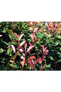 Sağlam Fidancılık Boylu Alev Çalısı Tüplü (photinia Red Robin)