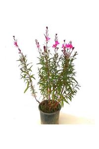 ALİBOTANİK Gaura Çiçeği 30 Cm Gaura Lindheimeri