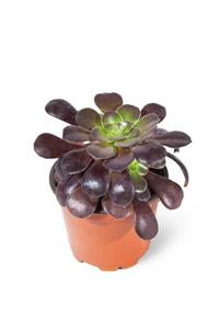 MB BOTANİK Aeonium Arboreum Velours Özel Tür Siyah Yapraklı Sukulent 8,5cm Saksıda