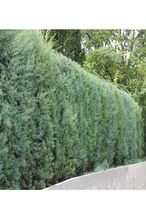ALİBOTANİK Mavi Servi Fidanı ( Arizona ) Cupressus Arizonica