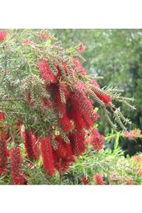 ALİBOTANİK Kırmızı Fırça Çalısı Fidanı 90 Cm Callistemon