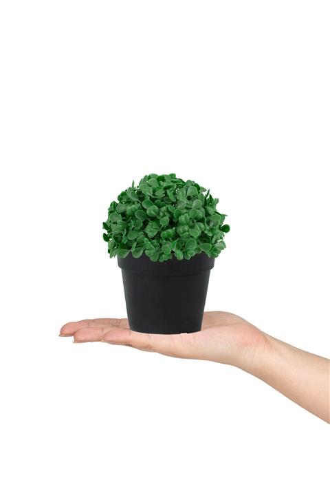 Çiçekmisin Mini Siyah Plastik Saksıda Yapay Yonca Çiçeği