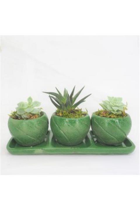 Hasal Süs Bitkileri Haworthia & Sukulent & Yeşil Trio Cız Beton Saksıda Hediyelik Canlı Çiçek