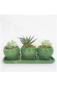 Hasal Süs Bitkileri Haworthia & Sukulent & Yeşil Trio Cız Beton Saksıda Hediyelik Canlı Çiçek
