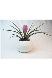 Hasal Süs Bitkileri Mini Hava Bitkisi Tillandsia & Beyaz Venüs Beton Saksıda Hediyelik Canlı Çiçek