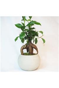 Hasal Süs Bitkileri Ficus Ginseng Bonsai & Gri Venüs Beton Saksıda Hediyelik Canlı Çiçek