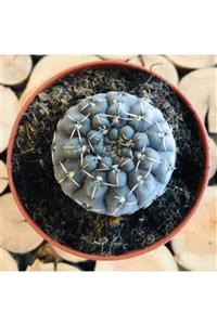 Özen Çiçekçilik Gymnocalycium Ragonesii Koleksiyon Tür Yatay Diken Kaktüs