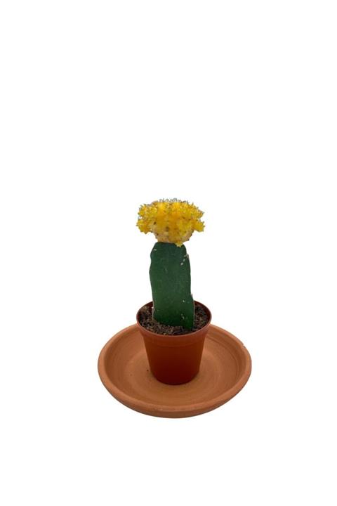 NADİR KAKTÜS Gymnocalycium Mihanovichii Hibotan Aşılı Kaktüs