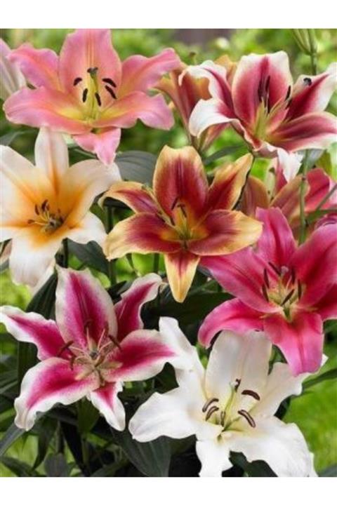 KAMONDO TOHUM 7 Adet Karışık Renkli Zambak Çiçeği Soğanı