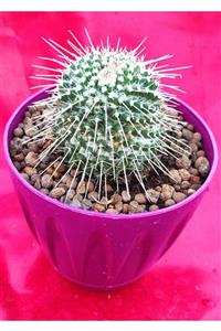 Pagoda Mammillaria Winterae-14 Cm Saksı-kaktüs-ref 21g/ş56