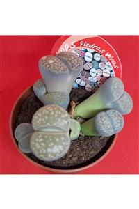 Floramut Yaşayan Taşlar Lithops Piedras Vivas Kaktüs Saksıda