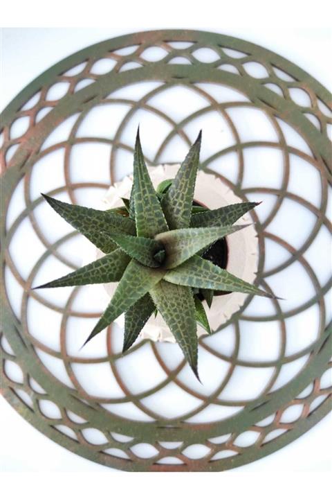 Şenay'ın Kaktüs Dünyası Ananas Beton Saksıda Haworthia