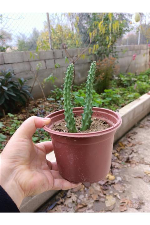 zarif çiçek Kaktüsü Huernia Macrocarpa