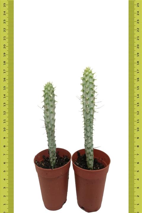 İdea Bahçe Eyalet Kraliçesi Euphorbia Mammillaris Variegata Kaktüs (saksıda)