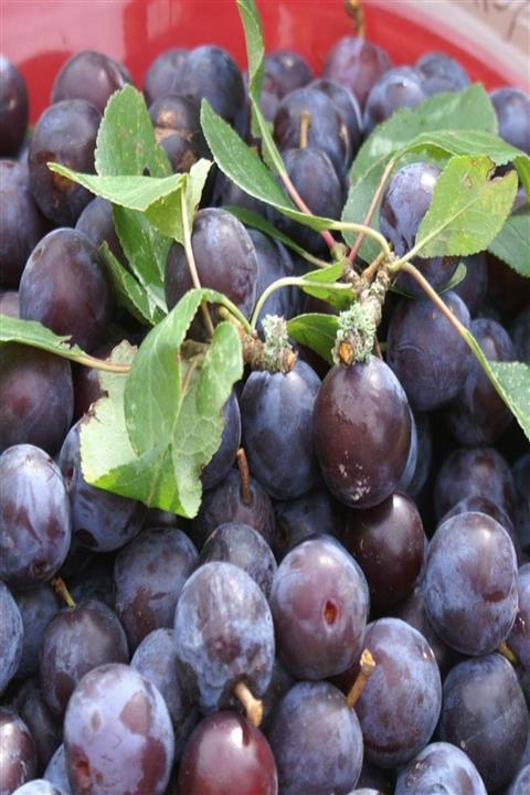 Bilgarden Tüplü Nadir Çeşit Çakal Eriği Fidanı