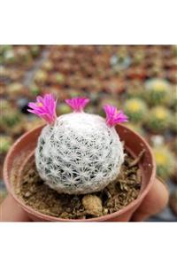 tropikada Mammillaria Herrerae Saksı 5,5 cm