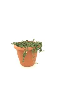 fidanova Senecio Rowleyanus, Tesbih Kaktüs Çiçeği