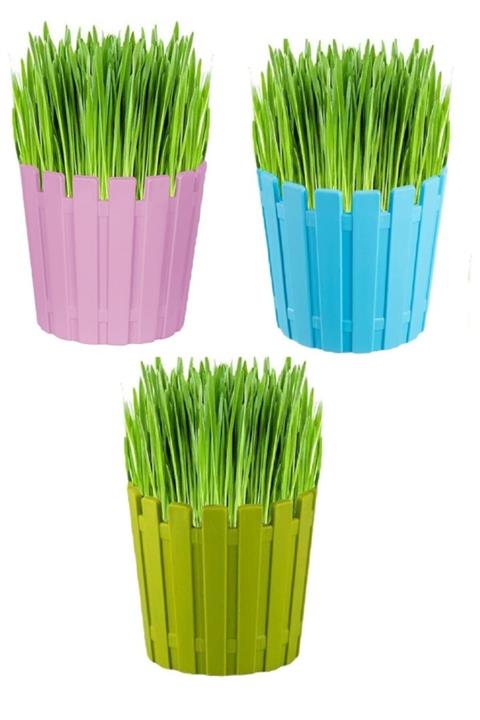 CatMozz Topraklı Saksı Kedi Çimi Seti 3 Adet