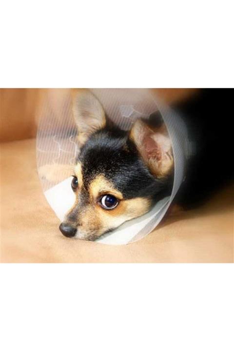 Dermovet Şeffaf Çizgili Köpek Elisabeth Yaka 30 Cm