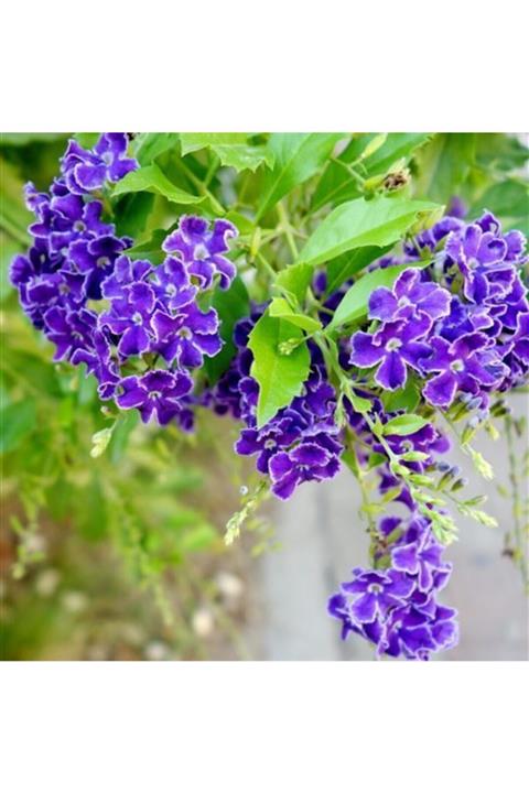 ALİBOTANİK Duranda - Ağaç Menekşesi 30 Cm Duranta Erecta