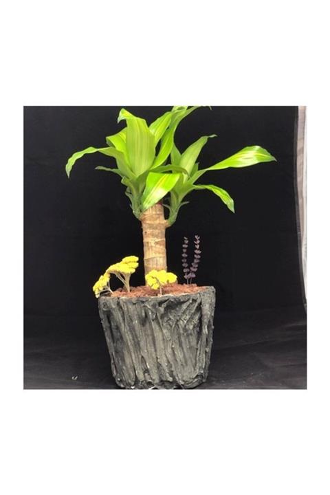 Çiçek Yolla Yucca Trobikal Bitki