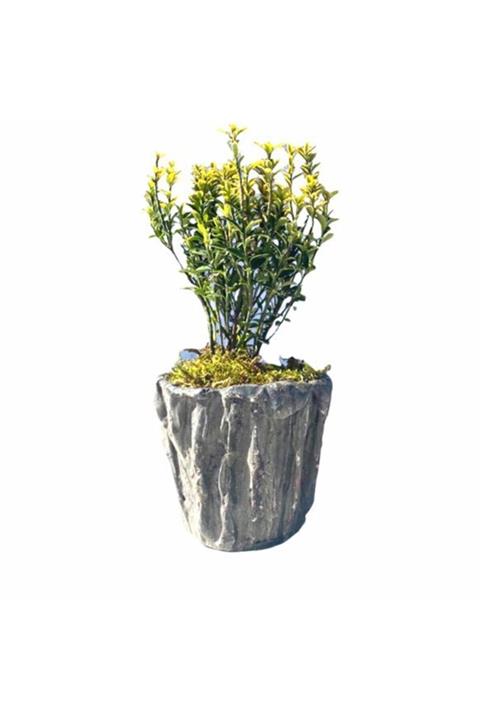 Çiçek Yolla Dekoratif Taflan Bonsia Serisi