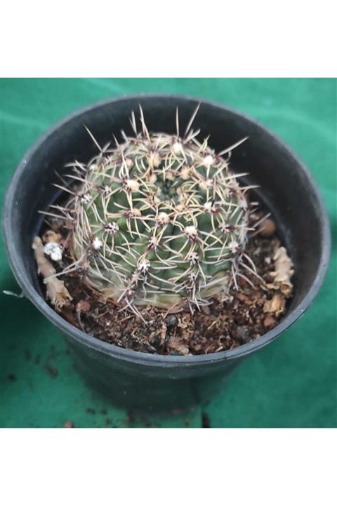 Pagoda Gymnocalycium-8.5 Cm Saksıda-kaktüs-ref Den 28e/39