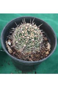 Pagoda Gymnocalycium-8.5 Cm Saksıda-kaktüs-ref Den 28e/39