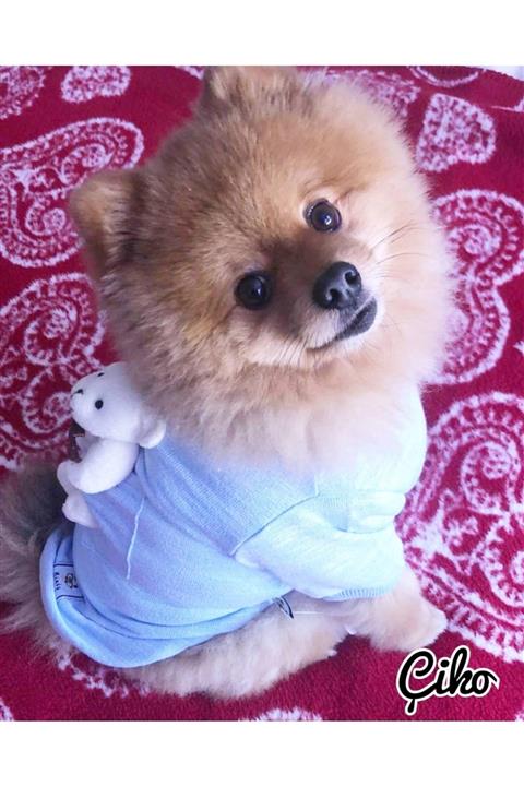 MİNİŞ PET BUTİK Mavi Ayıcıklı Sweatshırt