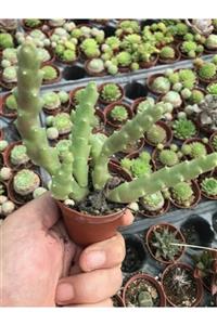 ünal kaktüs Stapelia Variegata (sukulent)