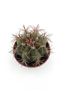 kaktuskent Melocactus Matanzanus (kırmızı Tepe) - 5.5 Cm Saksı