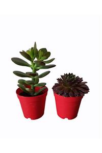 PlantGaraj 2 Adet Farklı Tür Sukulent Crassula Ovata Para Çiçeği Sempervivum Jade Rose Yeşil-kırmızı Renk