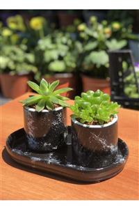 Queen's flowerpots Dekoratif Tabaklı Mermer Desenli Sukulent Saksı Takım