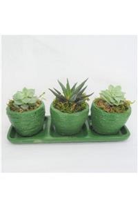 Hasal Süs Bitkileri Haworthia Sukulent Yeşil Trio Curve Beton Saksıda Canlı Çiçek