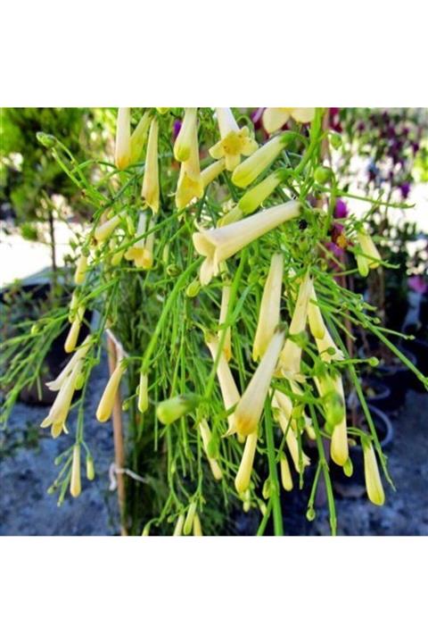 ALİBOTANİK Beyaz Mercan Çiçeği Russelia Equisetiformis