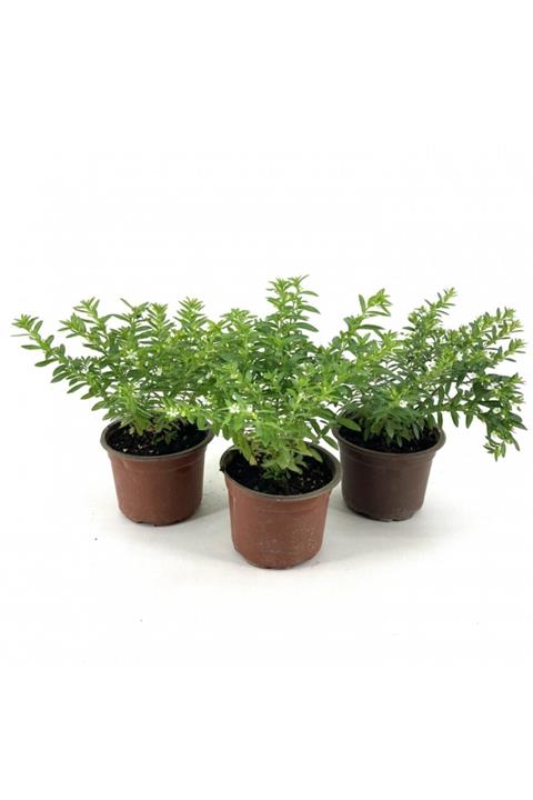 My Botanik Kufeya-beyaz Çiçekli 20-25 Cm-3'lü