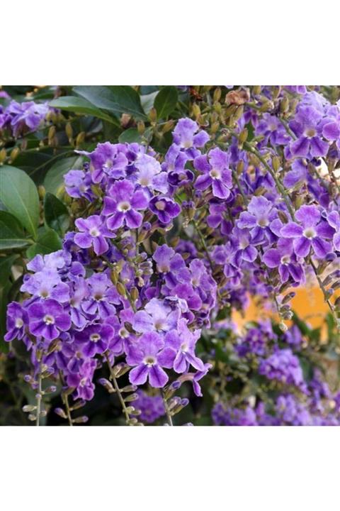 ALİBOTANİK Unutma Beni Çiçeği Duranda Myosotis Palustris