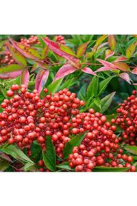 ALİBOTANİK Cennet Bambusu 30 Cm Nandina Domestica