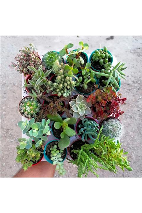 BENİM FİDANIM Turkuaz Seti